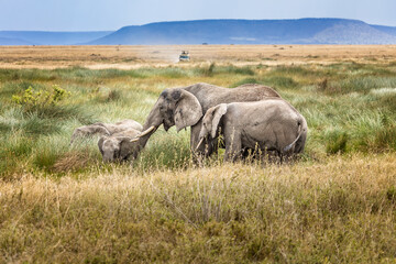 A herd of elephants in the Serengeti National Park, Tanzania