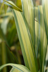 New Zealand flax