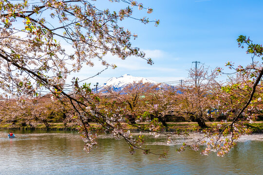 春の青森県・弘前市で見た、弘前城公園そばを流れる川沿いに咲く桜の花と快晴の青空 © 和紀 神谷