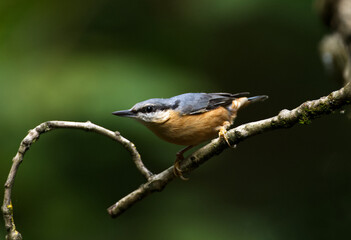 Nuthatch looking into the camera