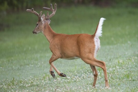 White Tail Deer Eating Grasses In The Meadows