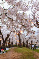春の北海道・函館市の五稜郭公園で見た、満開の桜の花