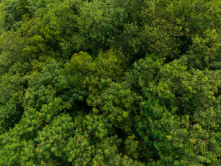 Naklejka premium Top down view of the forest