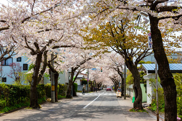 春の北海道・函館市で見た、満開の桜並木と背景の青空