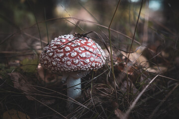 Amanita mushroom in the grass