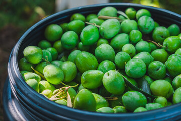 Organic Manzanilla Olive Harvest in Seville, Spain. Group of a lot of olives in baskets ready to get extra virgin olive oil to sell it in small markets in the city. Ingredient of the Mediterranean die