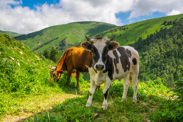 Fototapeta na wymiar View of cows in Caucasus mountains