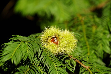 Fruits of Castanea sativa Miller, or sweet chestnut, is a species of flowering plant in the family Fagaceae.