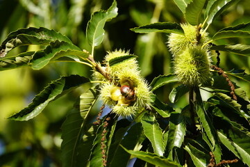 Fruits of Castanea sativa Miller, or sweet chestnut, is a species of flowering plant in the family Fagaceae.