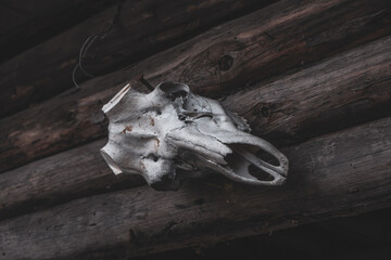 Deer skull hanging on the wall