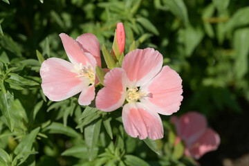 タイリンマツヨイグサ