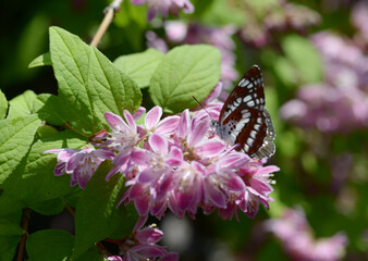 花と蝶　ベニバナバイカウツギ