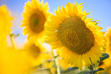 Obraz premium Close up sunflower in the field with blue sky.