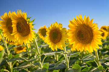 Obraz premium Close up sunflower in the field with blue sky.