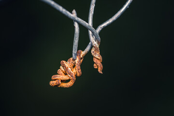 Clos up Rust on the ends of steel wires, twisted, in outdoor, Selective focus, macro shot, Natural background.