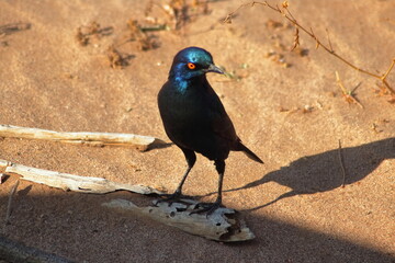 Cape starling on the stick