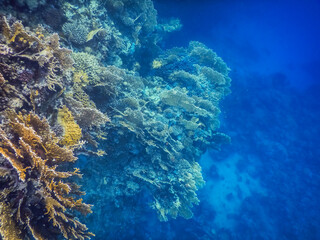 Fototapeta na wymiar amazing corals and view into the blue deep in the red sea