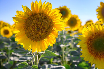 Close up sunflower in the field with blue sky.