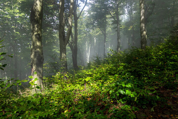 Misty dense forest with sunlit greenery in the foreground