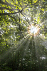 Fototapeta na wymiar Sunshine shining through branches on a glistening day in the forest