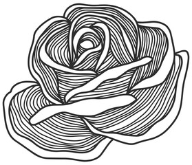 Rose flower png . Hand drawn.