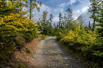 Fototapeta na wymiar Mountain road between forests at the beginning of autumn