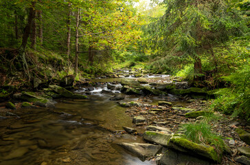 A mountain stream in a dense forest at the beginning of autumn