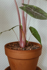 Alocasia Pink Dragon mit neuem wachsenden Blatt Zimmerpflanze im Terrakotta Topf 