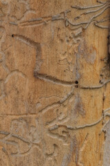 Traces de larves d'insectes xylophages