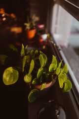 Pilea Peperomioides Zimmerpflanze im Terrakotta Topf auf Fensterbrett