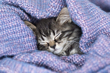 sluggish tired kitten is lazy lying under the covers. lazy morning.