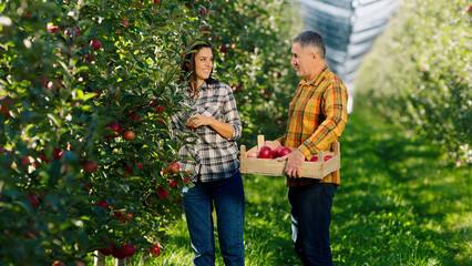 Organic fruits orchard farmer man and his wife collecting the harvest together put into a wooden chest they are excited smelling the fresh ripe apples while take them from the trees