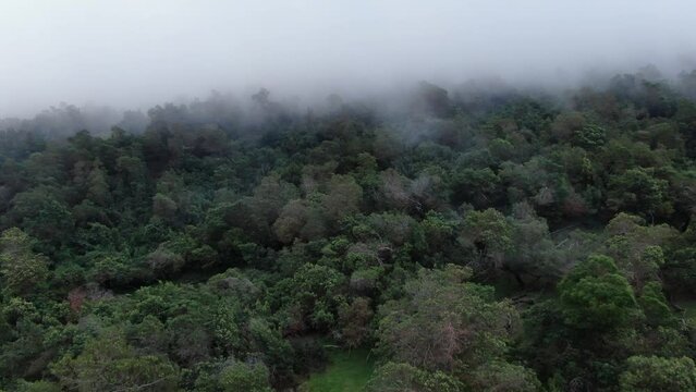 Aerial footage floating above the forest canopy of Polipoli Forest in Maui, Hawaii. Trees soaking up the coastal mist.