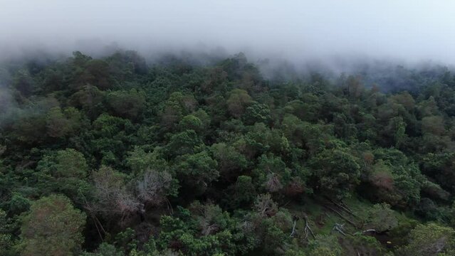 Polipoli Spring State Recreation Area. Aerial parallax view of a dense jungle forest canopy soaking in the cool coastal mist.