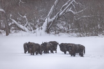 żubr bison © Pawel