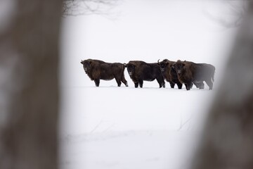 żubr bison © Pawel