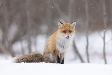 lis  © Pawel