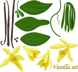 Vector set Vanilla planifolia sticks flowers and flowers vector image on white background