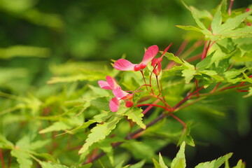 もみじの赤い種子