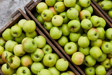 Fresh green apples on the wooden boxes, harvest, space for your text, local market or supermarket, Ukraine apples.