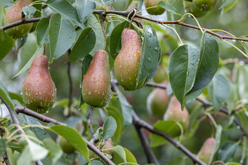 pear with drops of water hanging on a tree
