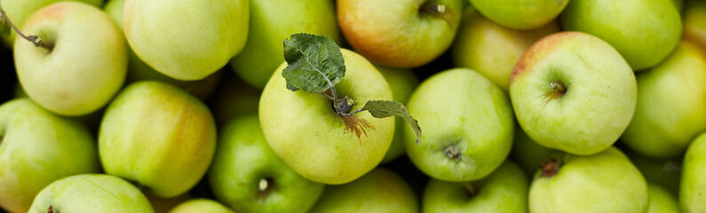 Banner Fresh green apples on the wooden boxes, harvest, space for your text, local market or supermarket, Ukraine apples.