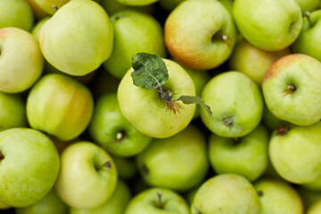 Fresh green apples on the wooden boxes, harvest, space for your text, local market or supermarket, Ukraine apples.