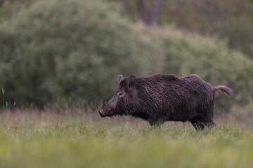 dzik © Pawel
