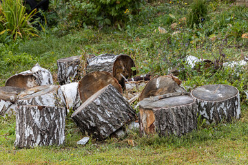 sawn tree trunk lies on the grass