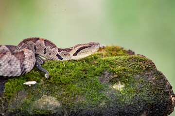Closeup of Deinagkistrodon snake slithering on green mosy rock on blur background