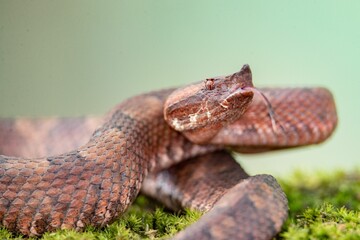 Closeup of Borneo pit viper snake slithering on green mosy rock on blur background