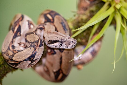 Closeup of Boa imperator snake slithering around green mosy branch on blur background