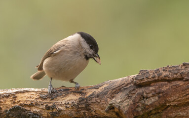 Sumpfmeise auf Ast mit Futter