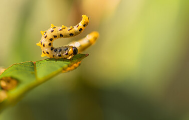 gelbe gepunktete Raupe auf Blatt